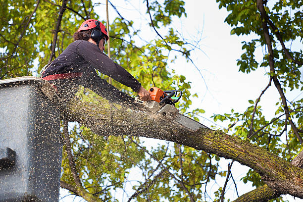 Best Affordable Tree Service  in West Richland, WA